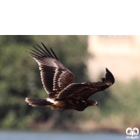 گونه عقاب خالدار بزرگ Greater Spotted Eagle